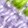 color-fpo